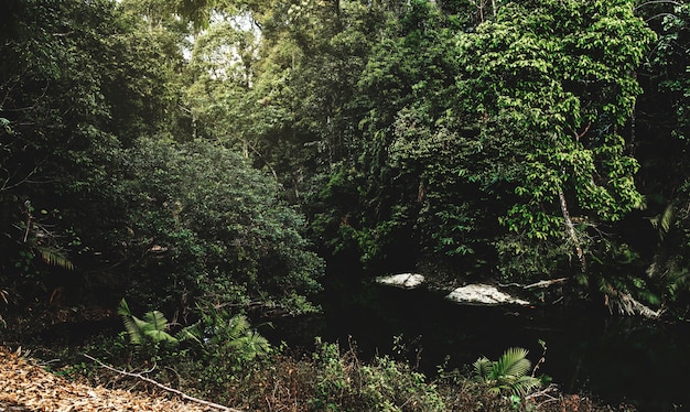 Corriente de agua en la selva tropical