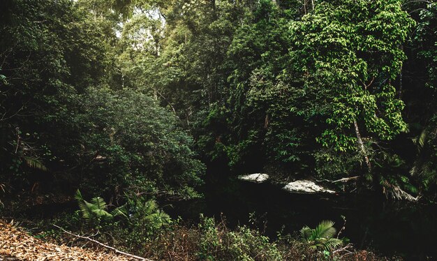 Corriente de agua en la selva tropical