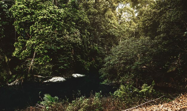 Corriente de agua en la selva tropical