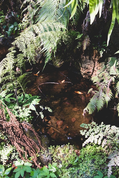 Corriente salvaje en el bosque