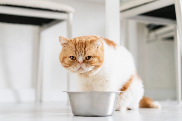 Foto gratuita cortar gato naranja con cuenco