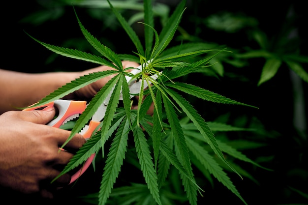 Cortar hojas de cannabis sosteniendo a mano
