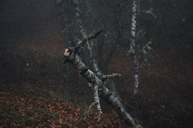 Cortar ramas de árbol en el bosque en otoño