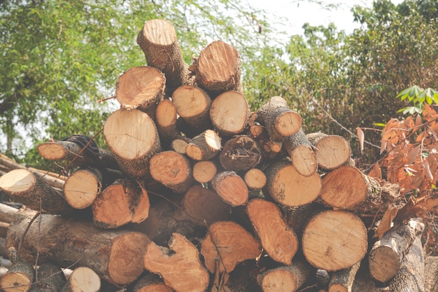 Los cortes de madera acabados en el jardín.