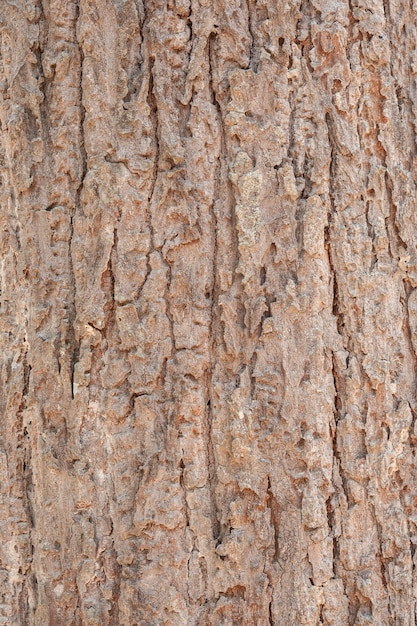 Foto gratuita corteza de un árbol agrietada