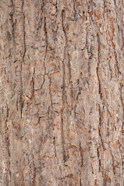 Corteza de un árbol agrietada