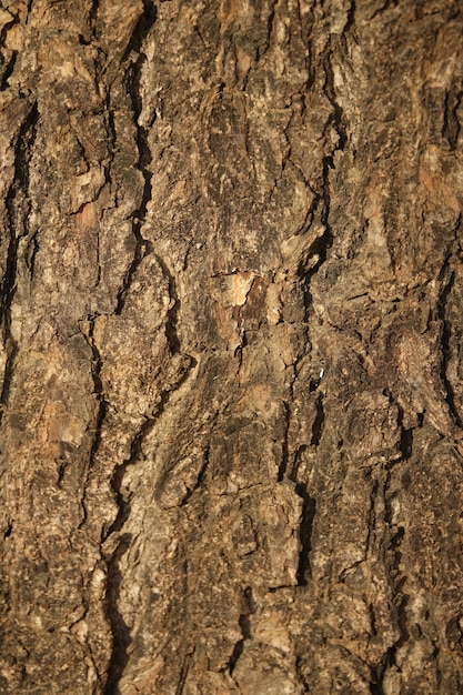 Corteza de un árbol de cerca