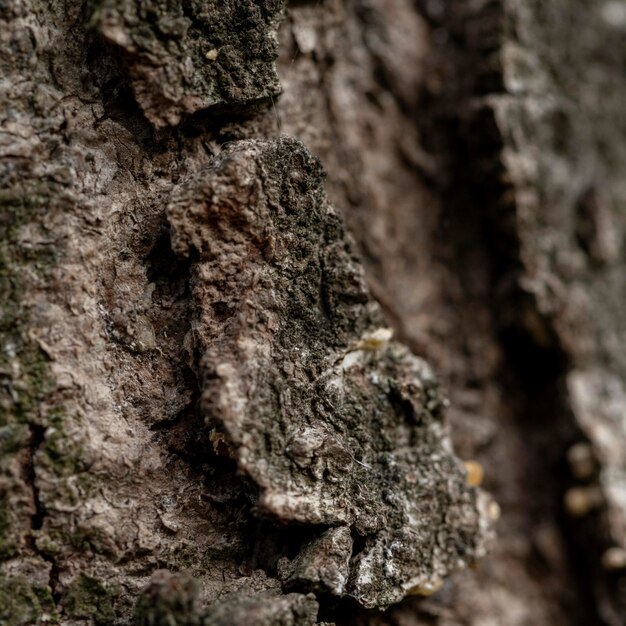 Corteza de árbol natural de primer plano
