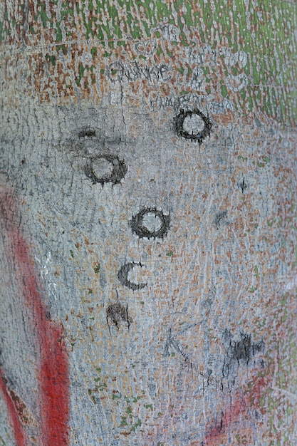 Corteza de árbol con superficie rugosa y pintura