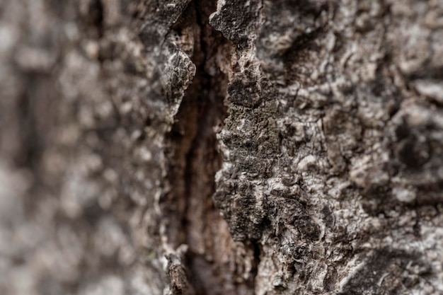 Corteza de árbol viejo natural de primer plano