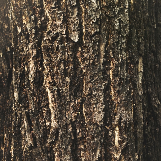 La corteza de un árbol