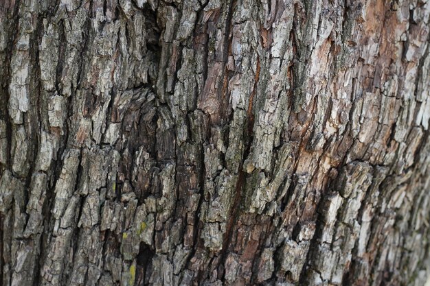 Corteza de madera vieja textura del árbol patrón de fondo