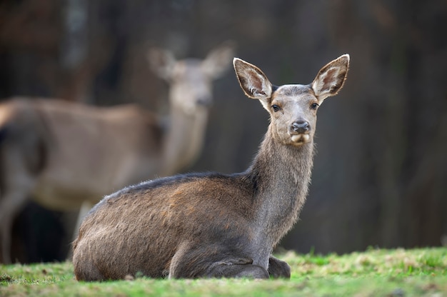 Corzo hembra se encuentra en el bosque de otoño