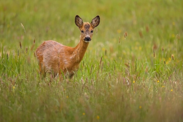 Foto gratuita corzo en la naturaleza mágica hermosa fauna europea animal salvaje en el hábitat natural