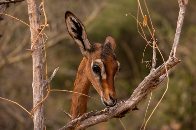 Corzo entre las ramas de los árboles capturados en Kenia, Nairobi, Samburu