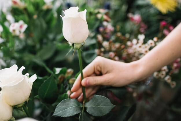 Cose tierna mujer sosteniendo rosa blanca