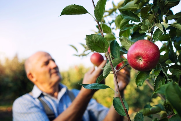 Cosecha de fruta de manzana en huerto