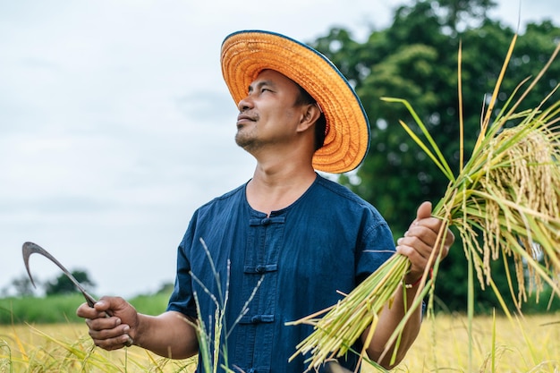 Cosecha del joven agricultor asiático del arroz maduro con una hoz en el campo de arroz