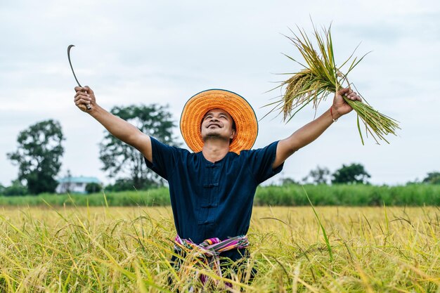 Cosecha del joven agricultor asiático del arroz maduro con una hoz en el campo de arroz