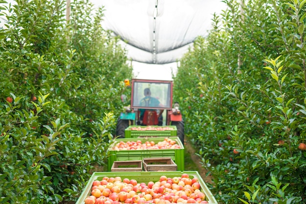 Foto gratuita cosecha de manzanas en huerto verde