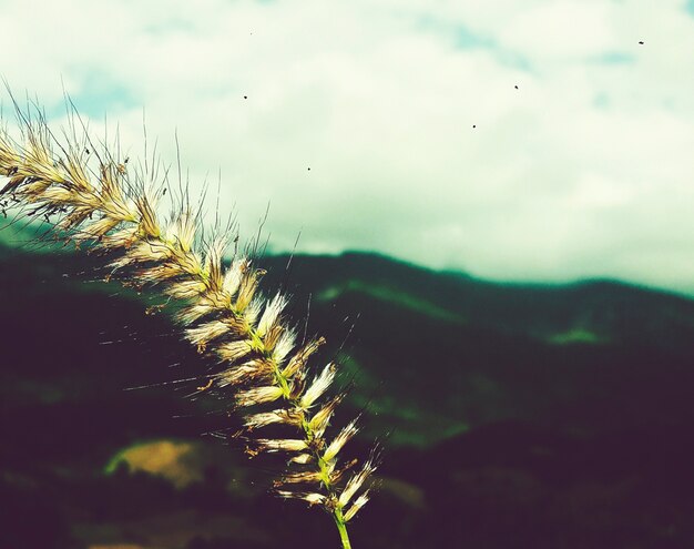 Una cosecha en una montaña