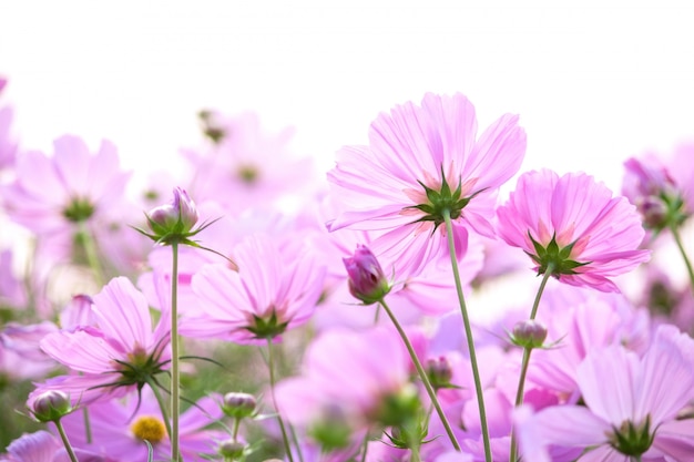 Cosmos flores aisladas sobre fondo blanco