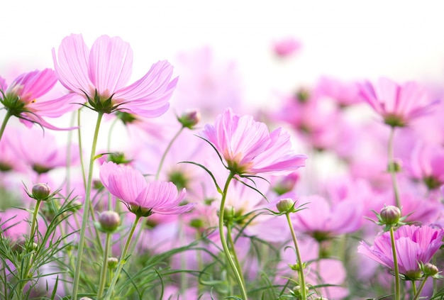 Cosmos flores aisladas sobre fondo blanco