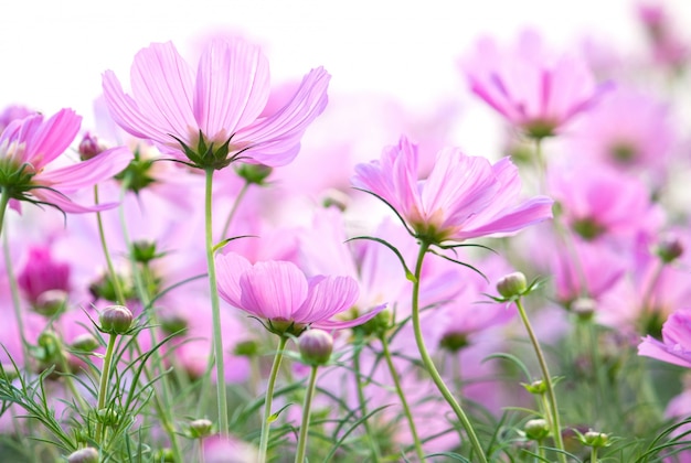 Cosmos flores aisladas sobre fondo blanco