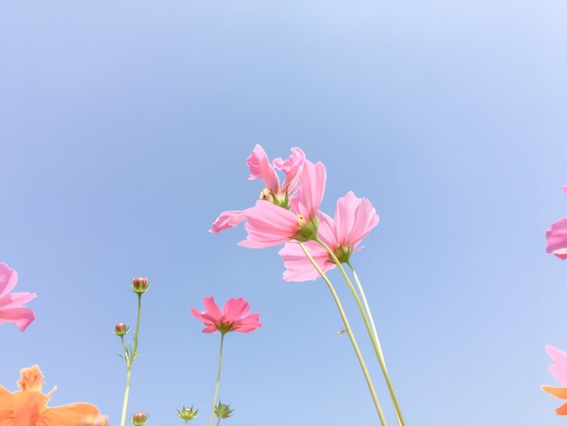 Cosmos flores belleza