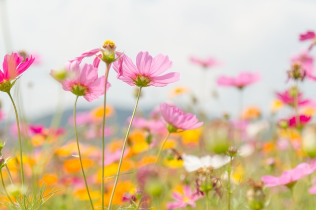 Cosmos flores belleza