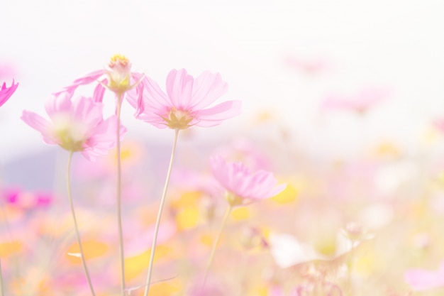 Cosmos flores belleza