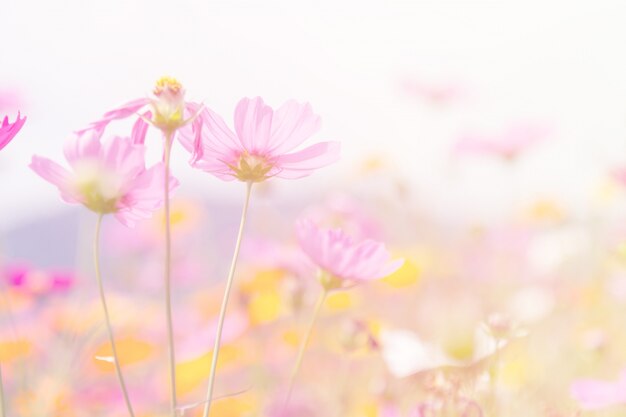 Cosmos flores belleza