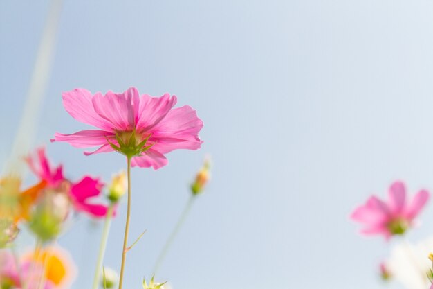 Cosmos flores belleza