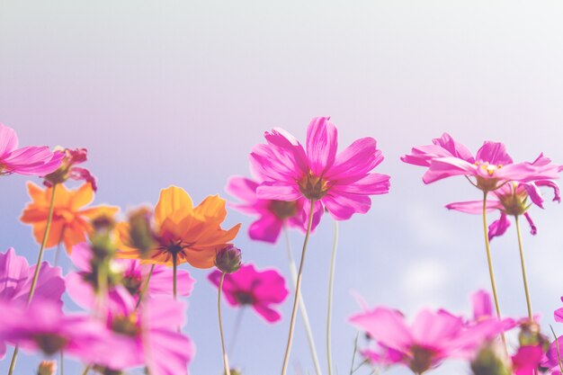 Cosmos flores belleza