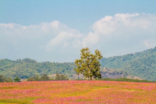 Foto gratuita cosmos flores campo paisaje