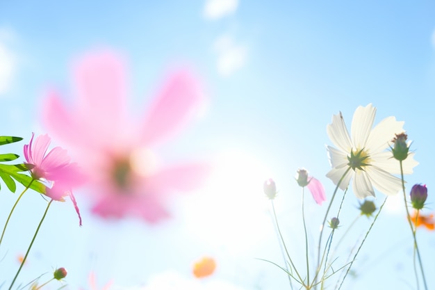 Cosmos flores en la luz del sol