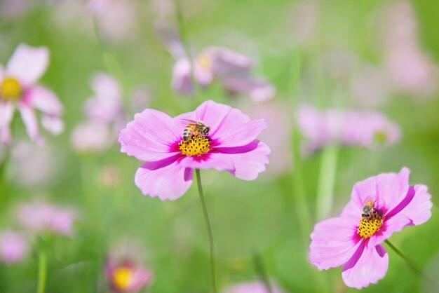 El cosmos púrpura de la primavera hermosa florece en fondo verde del jardín