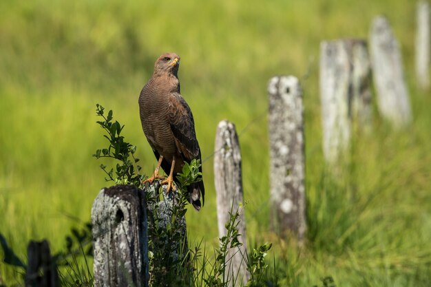 Cowbird de cabeza marrón encaramado sobre una valla de piedra en un campo verde durante el día