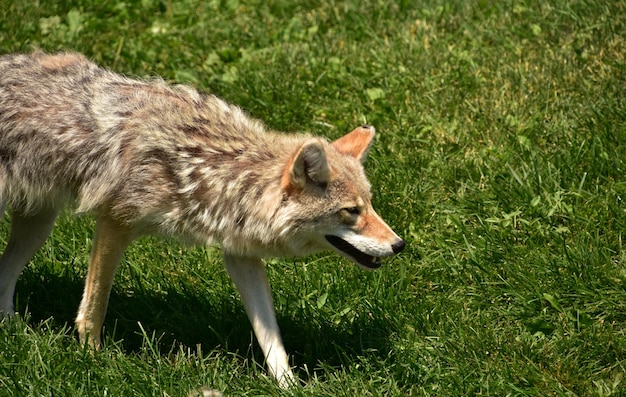 Coyote salvaje de cerca y en persona en un día de verano