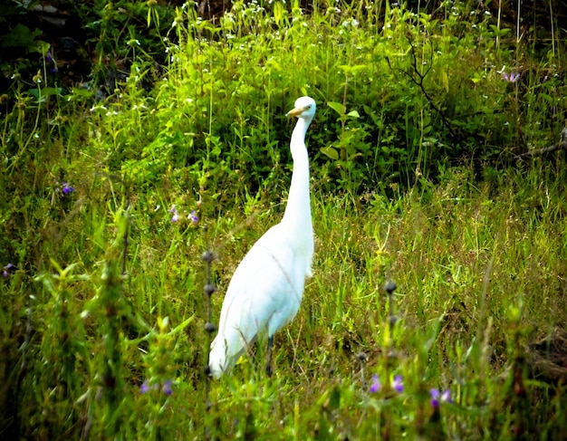 Crane_bird