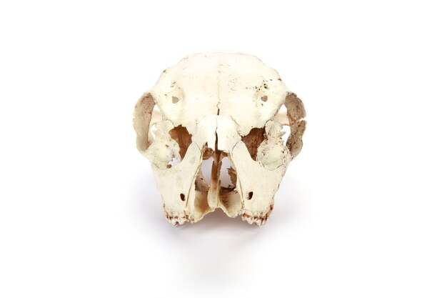 Cráneo animal aislado en una superficie blanca