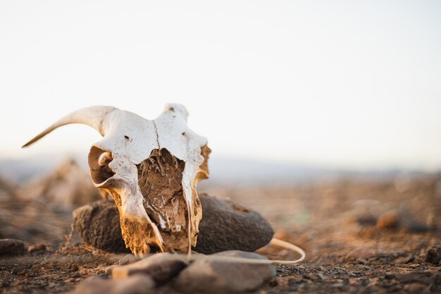 Cráneo de cabra aterrador en el desierto con un cielo blanco