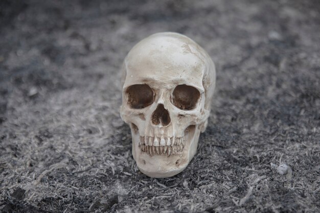 Cráneo de cemento creado para sesiones de fotos