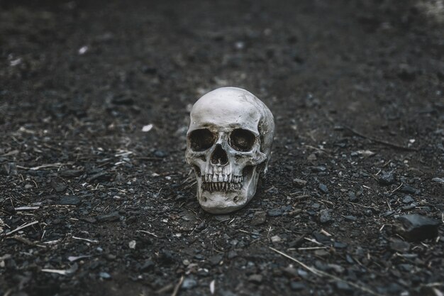 Cráneo muerto colocado en suelo gris