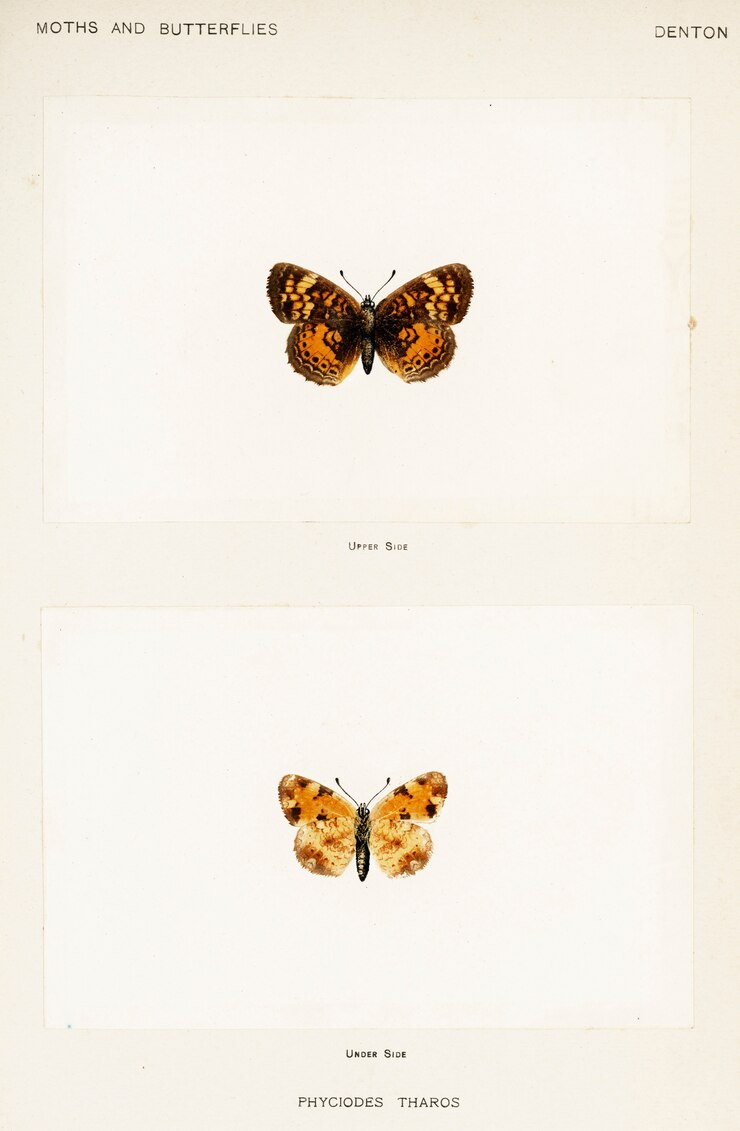 Foto gratuito creciente de perlas (phyciodes tharos) de polillas y mariposas de los estados unidos