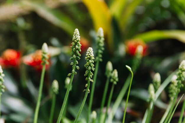 Crecimiento de flores silvestres en el bosque