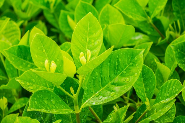 Crecimiento hierba naturaleza ambiente hoja