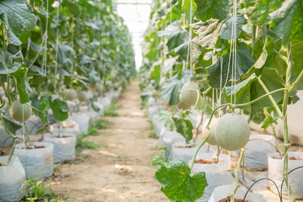 Crecimiento del melón joven en invernadero.