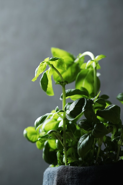 Crecimiento de plantas de albahaca verde