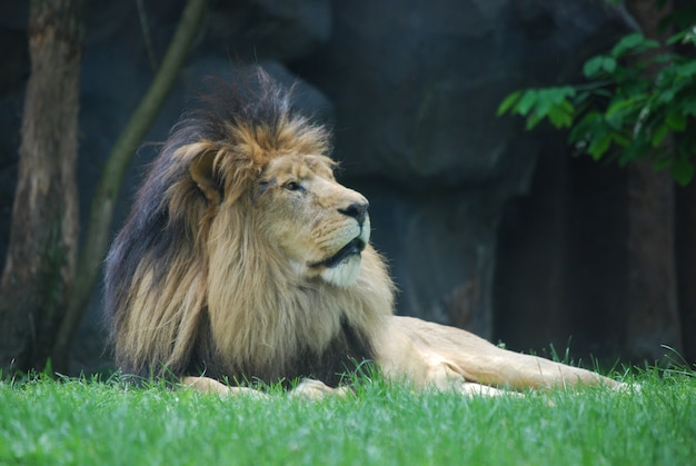 Crin de pelo negro espeso en la cabeza de un león relajante.